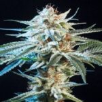 Honey Bananas strain