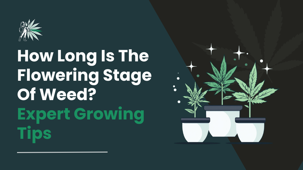 How Long Is The Flowering Stage Of Weed_ Expert Growing Tips