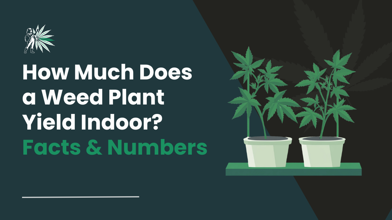 How Much Does a Weed Plant Yield Indoor_ Facts & Numbers