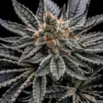 Inzane In The Membrane strain