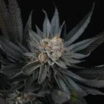 Jack's Cleaner strain