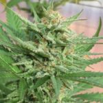 Jamaican Pearl strain