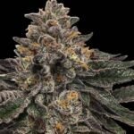 Jet Fuel Gelato strain