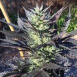 Julius Caesar strain