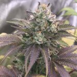 Katsu Bubba Kush strain