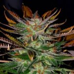 Kosher Tangie strain