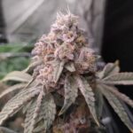 Kurple Fantasy strain