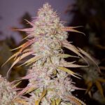 Lemon OG Haze strain