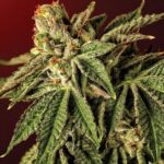 Liquid Butter strain