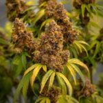 London Pound Cake strain