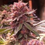 Lumpy Space Princess strain