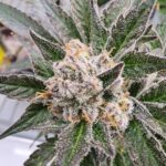 Mac and Cheese strain