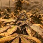 Mandarin Dreams strain