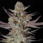 Marionberry Kush strain