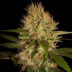 Martian Mean Green strain