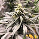 Mazar I Sharif strain