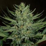 Medicine Man strain