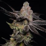 Modified Grapes strain