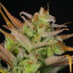 Moose and Lobsta strain