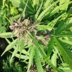 Mother of Berries strain