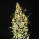 Neville's Haze strain