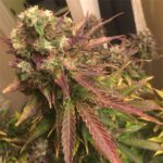 Northern Lights #5 strain