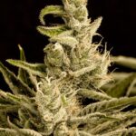 Northern Skunk strain