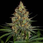 OG Diesel Kush strain