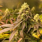 OG Trainwreck strain