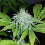 OGiesel strain