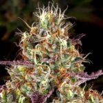 Orange Sherbert strain