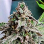 Pancakes strain