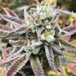 Peach Crescendo F-1 strain