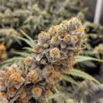 Peaches and Cream strain