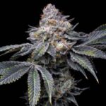 Permanent Marker strain