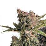 Pineapple Diesel strain
