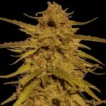 Pineapple Haze strain