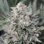 Pineapple Skunk strain
