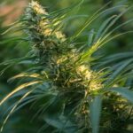 Pineapple Thai strain