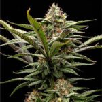 Pineapple Trainwreck strain