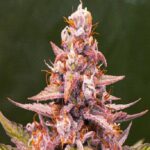 Pink Rozay strain