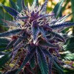 Platinum Purple Kush strain