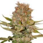 Platinum Wreck strain