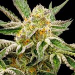 Pre-98 Bubba Kush strain