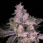 Pure Michigan strain