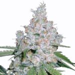 Pure Power Plant strain