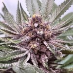 Purple Afghani strain