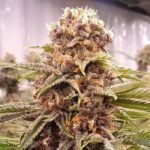 Purple Alien OG strain