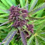 Purple Berry strain