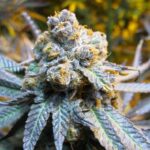 Purple Elephant strain